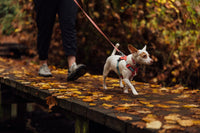 Ruffwear Hi & Light Harness